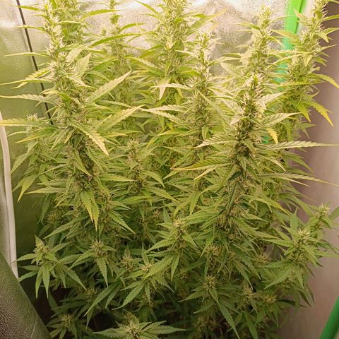 Auto Bomb growlog timeline photo