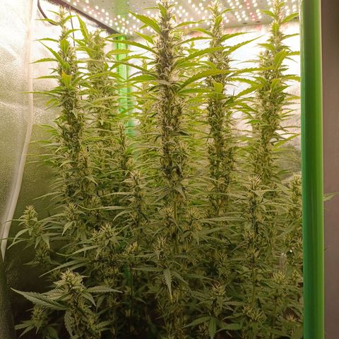 Auto Bomb growlog timeline photo