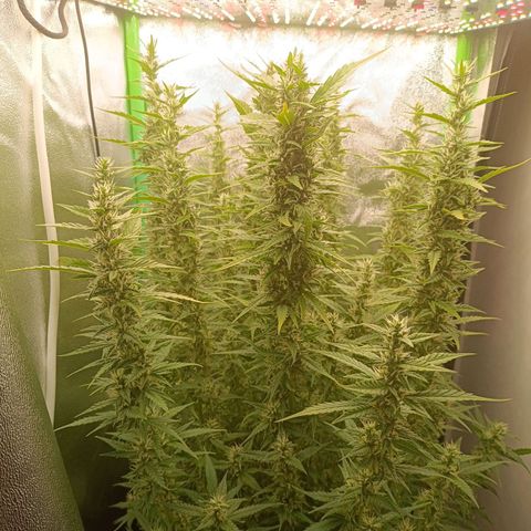 Auto Bomb growlog timeline photo