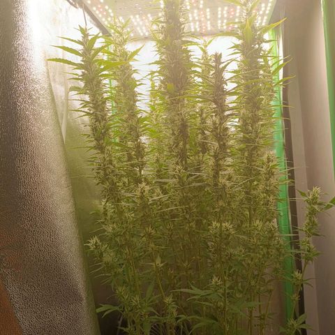 Auto Bomb growlog timeline photo