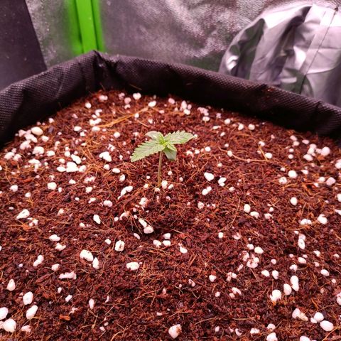 Auto Amnesia Haze growlog timeline photo