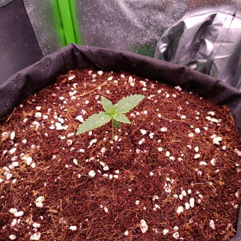 Auto Amnesia Haze growlog timeline photo