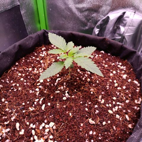 Auto Amnesia Haze growlog timeline photo