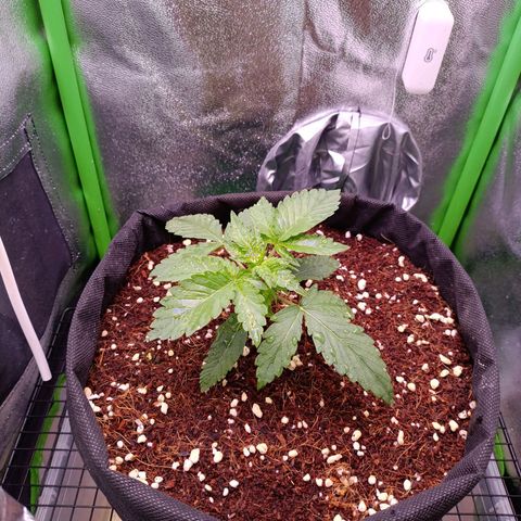 Auto Amnesia Haze growlog timeline photo