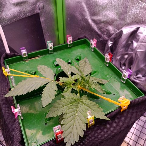 Auto Amnesia Haze growlog timeline photo