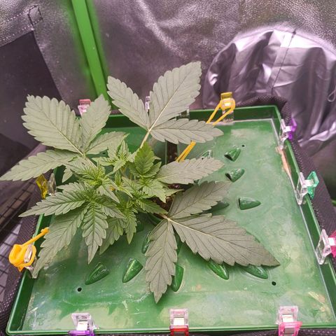 Auto Amnesia Haze growlog timeline photo