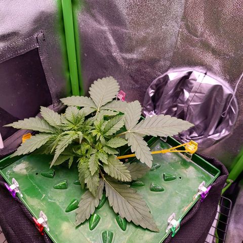 Auto Amnesia Haze growlog timeline photo