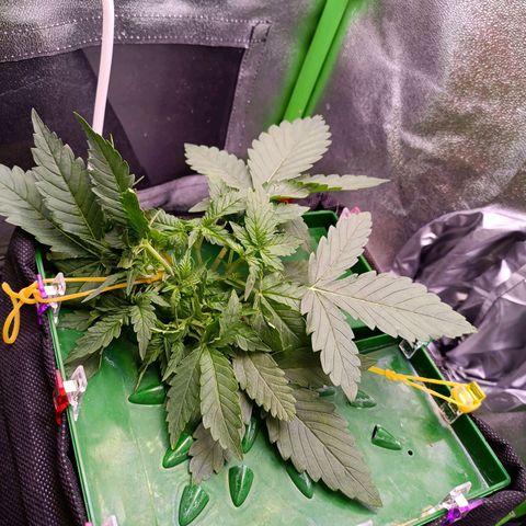 Auto Amnesia Haze growlog timeline photo