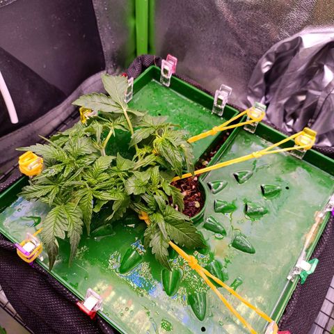 Auto Amnesia Haze growlog timeline photo