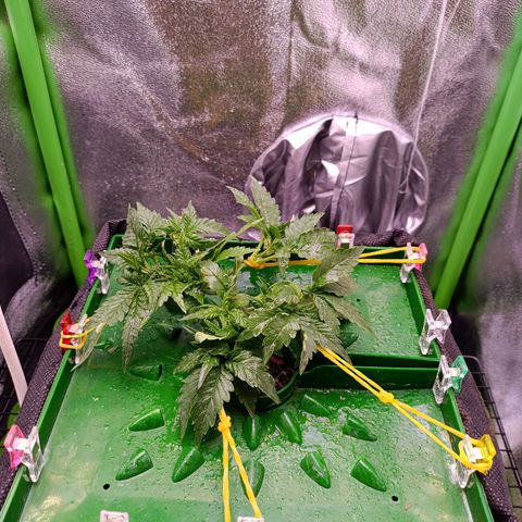 Auto Amnesia Haze growlog timeline photo