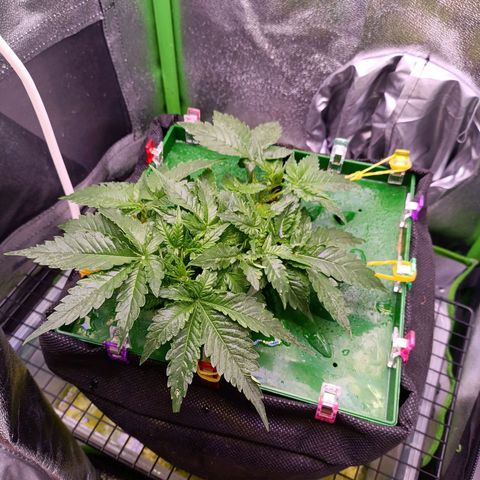 Auto Amnesia Haze growlog timeline photo
