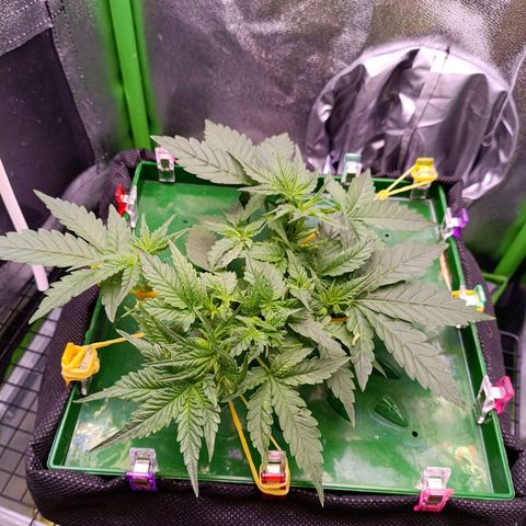 Auto Amnesia Haze growlog timeline photo