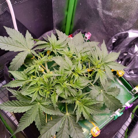Auto Amnesia Haze growlog timeline photo