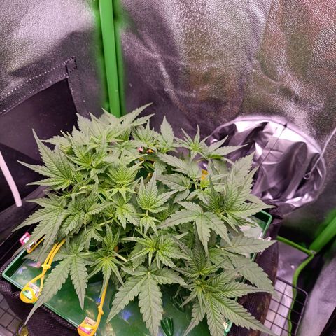 Auto Amnesia Haze growlog timeline photo