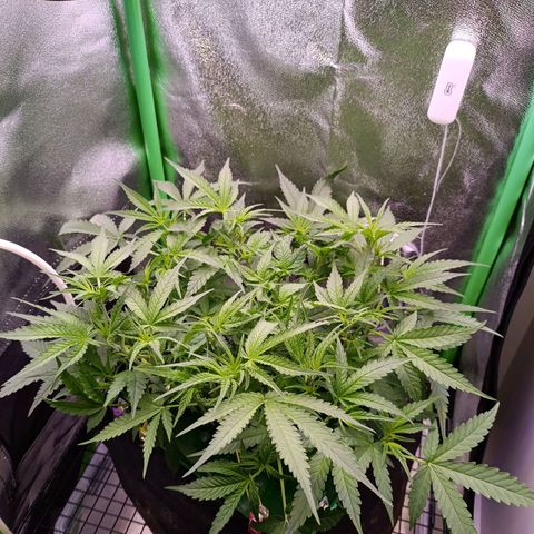 Auto Amnesia Haze growlog timeline photo