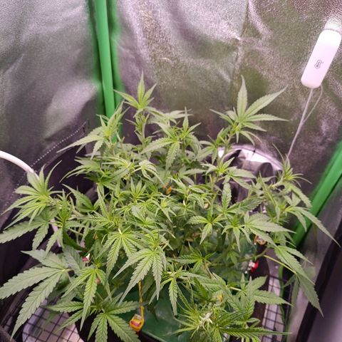 Auto Amnesia Haze growlog timeline photo