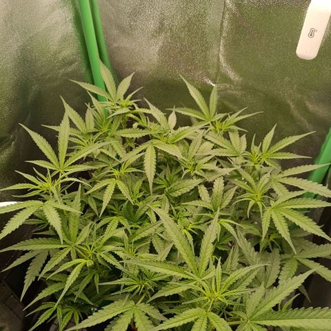 Auto Amnesia Haze growlog timeline photo