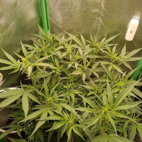 Auto Amnesia Haze growlog timeline photo