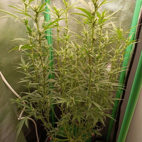 Auto Amnesia Haze growlog timeline photo