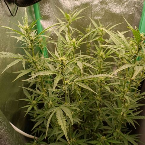 Auto Amnesia Haze growlog timeline photo