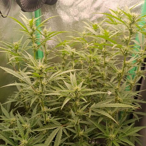 Auto Amnesia Haze growlog timeline photo
