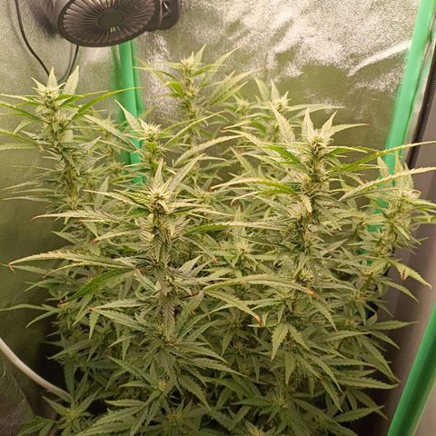 Auto Amnesia Haze growlog timeline photo