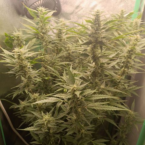 Auto Amnesia Haze growlog timeline photo