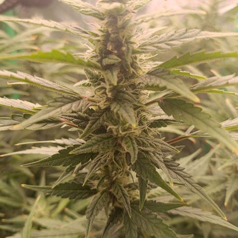 Auto Amnesia Haze growlog timeline photo