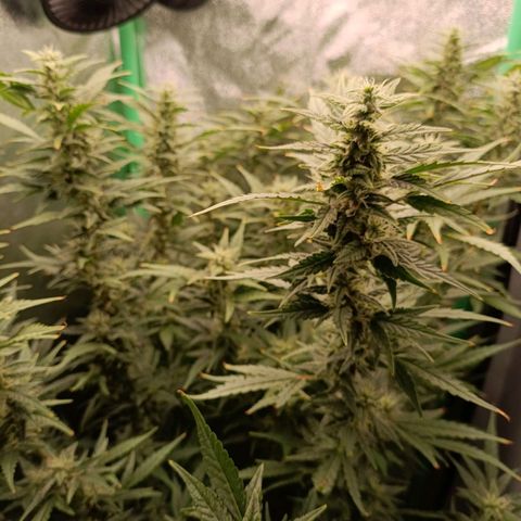 Auto Amnesia Haze growlog timeline photo