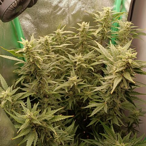 Auto Amnesia Haze growlog timeline photo