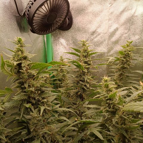Auto Amnesia Haze growlog timeline photo