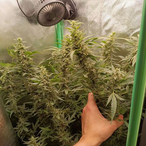 Auto Amnesia Haze growlog timeline photo