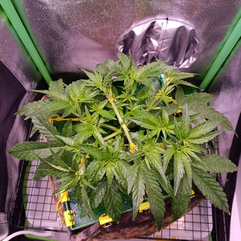 Northern Light Auto growlog timeline photo