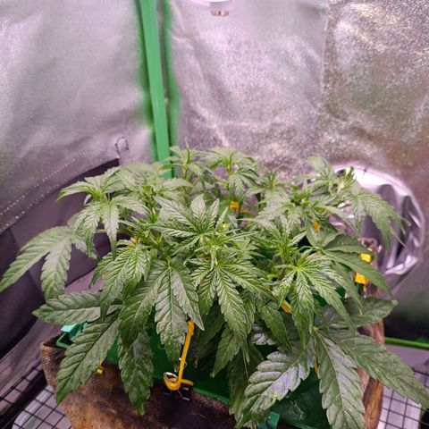 Northern Light Auto growlog timeline photo