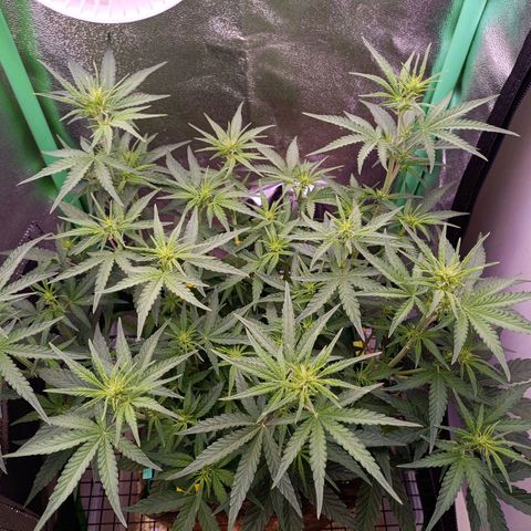 Northern Light Auto growlog timeline photo