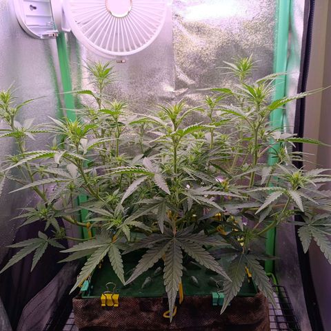 Northern Light Auto growlog timeline photo
