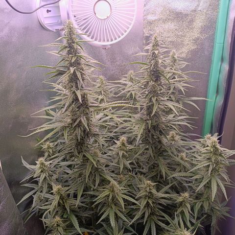 Northern Light Auto growlog timeline photo