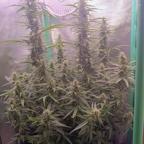 Northern Light Auto growlog timeline photo
