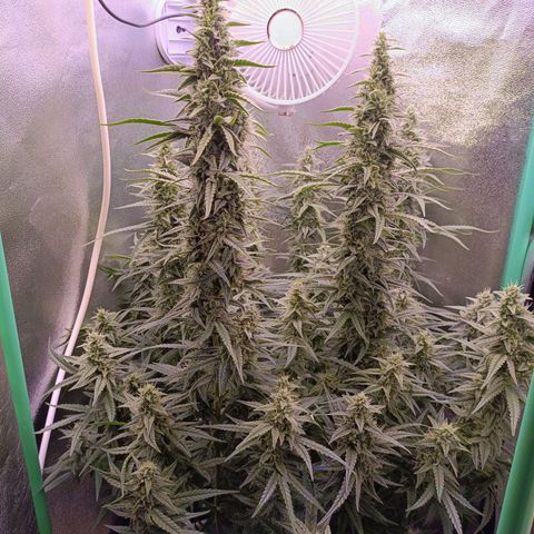 Northern Light Auto growlog timeline photo