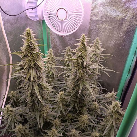 Northern Light Auto growlog timeline photo