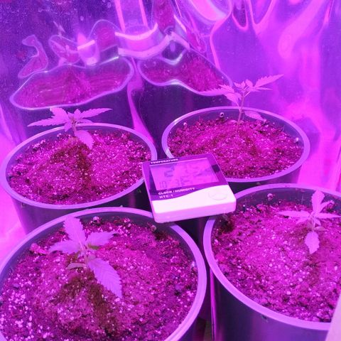 Gorilla Glue #4 Auto growlog timeline photo