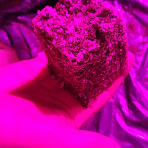 Gorilla Glue #4 Auto growlog timeline photo