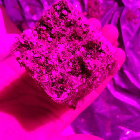 Gorilla Glue #4 Auto growlog timeline photo