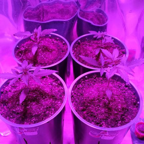 Gorilla Glue #4 Auto growlog timeline photo