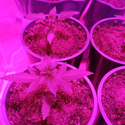 Gorilla Glue #4 Auto growlog timeline photo