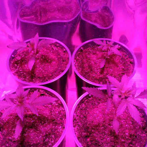 Gorilla Glue #4 Auto growlog timeline photo