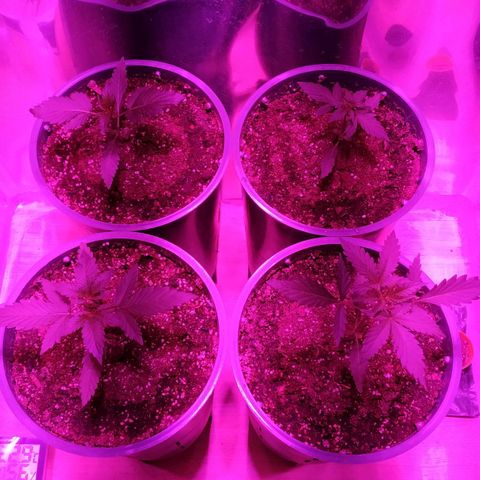 Gorilla Glue #4 Auto growlog timeline photo