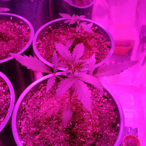 Gorilla Glue #4 Auto growlog timeline photo