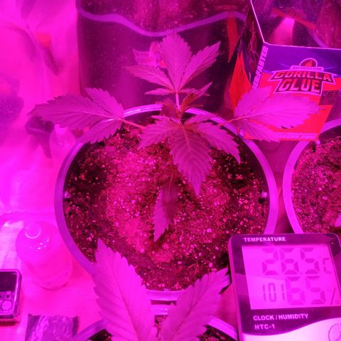 Gorilla Glue #4 Auto growlog timeline photo
