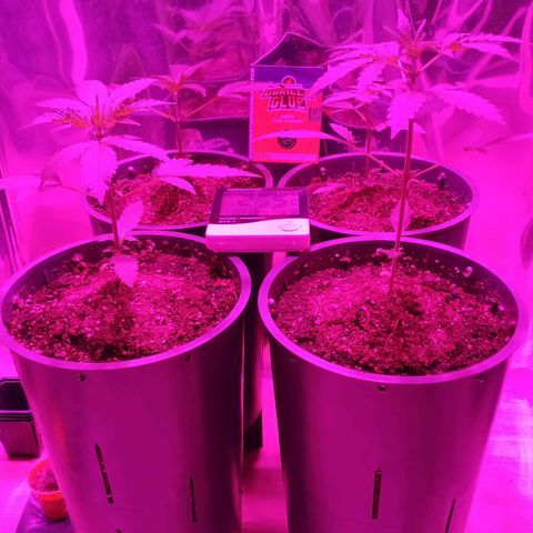 Gorilla Glue #4 Auto growlog timeline photo